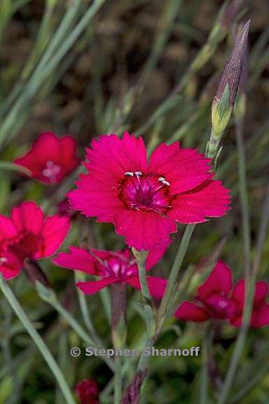 dianthus deltoides 3 graphic